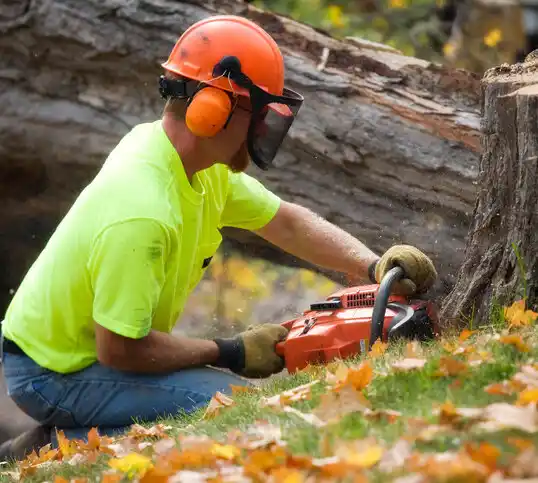 tree services Beaver